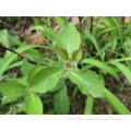 Danshen Chinese Herbal Extract Root Powder , Salvia Miltior